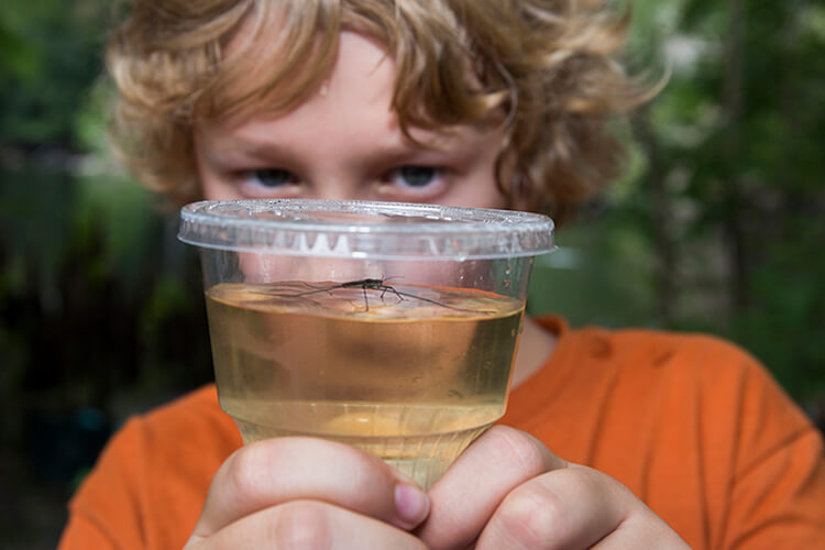 Scouting for insects with kids