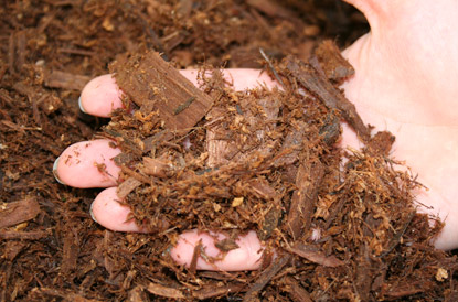 A handful of mulch